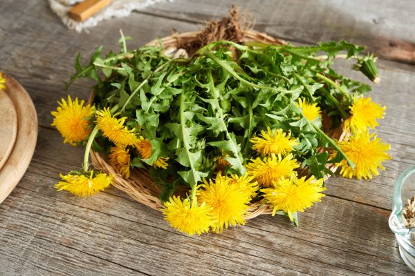 10 Herbal yang Baik untuk Menyehatkan Limpa