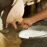 10 Minuman Sehat yang Bisa Bantu Kuatkan Tulang