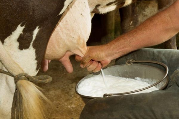 10 Minuman Sehat yang Bisa Bantu Kuatkan Tulang 10 Minuman Sehat yang Bisa Bantu Kuatkan Tulang