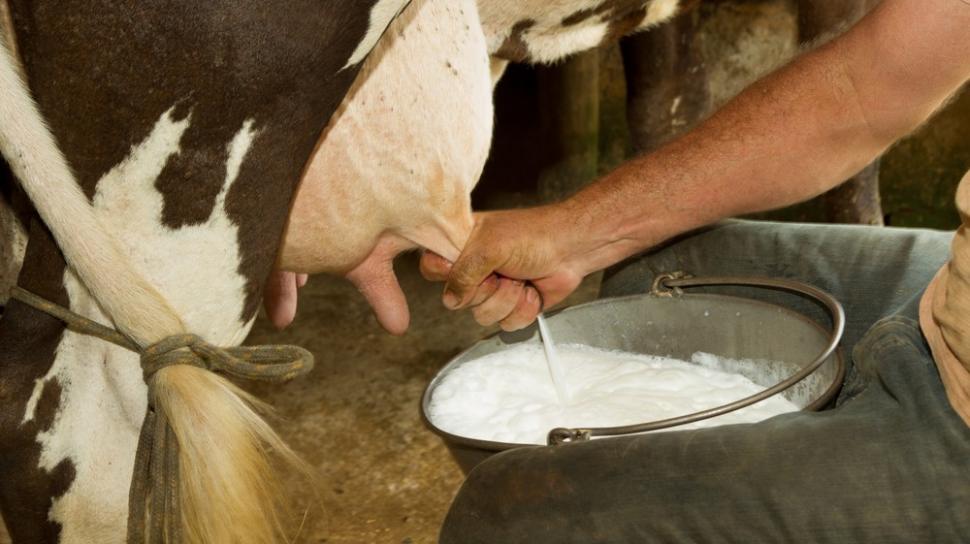 10 Minuman Sehat yang Bisa Bantu Kuatkan Tulang